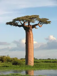 Grandidier’s baobab