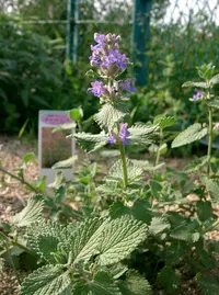 faassen's catnip
