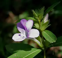 crested Philippine violet (Barleria cristata) plant