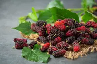 black mulberry