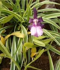 Miltonia moreliana