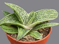 Gasteria 'Little Warty' succulent