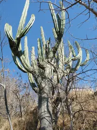 Pitaya de Queretaro