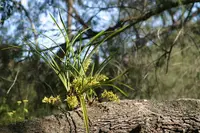 Snake orchid