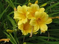 Daylily