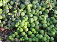 string-of-pearls