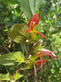 Columnea nicaraguensis