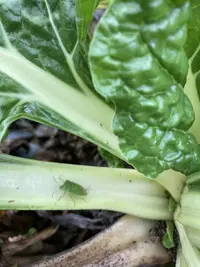 Swiss Chard