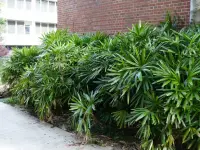Rhapis excelsa