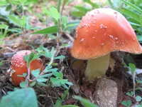 False Caesar's Mushroom