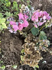 Bigleaf Hydrangea photo by a Botan App user