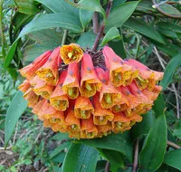 Bomarea distichifolia (Bomarea distichifolia) plant