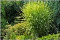 Eulalia (Miscanthus sinensis 'Strictus') plant