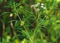 bulblet-bearing water hemlock (Cicuta bulbifera) plant