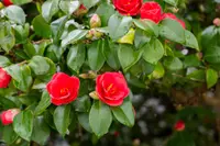 Camellia japonica flowers