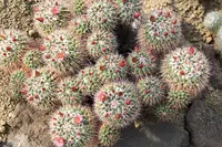Mother of Hundreds (Mammillaria compressa) plant