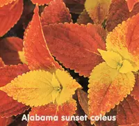 Coleus