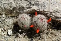 common fishhook cactus