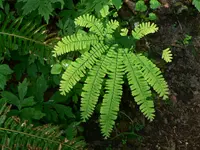 five-finger fern