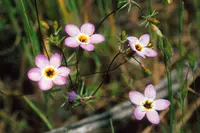 serpentine linanthus (Leptosiphon ambiguus) plant