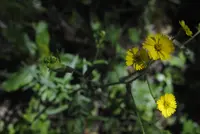woodland madia (Anisocarpus madioides) plant