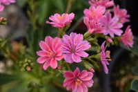 Lewisia cotyledon blooms
