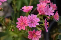 Lewisia cotyledon blooms