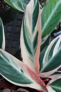 Stromanthe thalia (Stromanthe thalia) plant