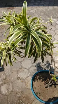 Song of India (Dracaena reflexa) plant