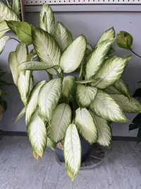 Dumbcane photo by a Botan App user