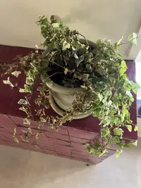 English Ivy photo by a Botan App user