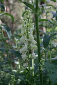 wolfsbane
