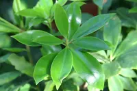 star anise