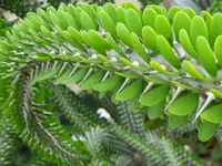Alluaudia procera leaves