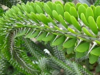 Alluaudia procera leaves