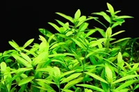 Indian swampweed (Hygrophila polysperma) plant
