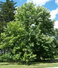 cucumber-tree