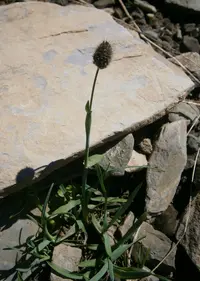 Alopecurus gerardii (Alopecurus gerardii) plant
