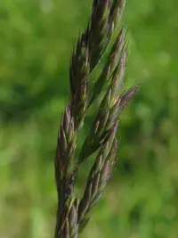 red fescue