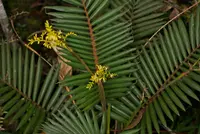 Yellow Rotang Palm (Calamus formosanus) plant