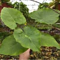 Alocasia odora leaves
