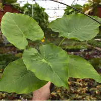 Alocasia odora leaves