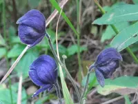 larkspurleaf monkshood