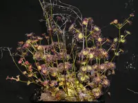 leafy sundew