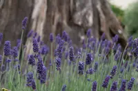 Lavandula angustifolia plant