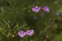 slenderleaf false foxglove