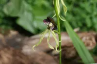clamshell orchid