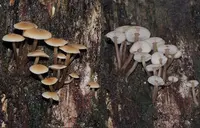 Collybia eucalyptorum