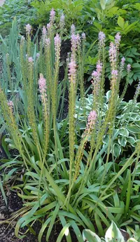Barnardia numidica