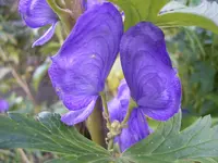 Carmichael's monkshood